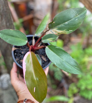 Philodendron 'pink princess'