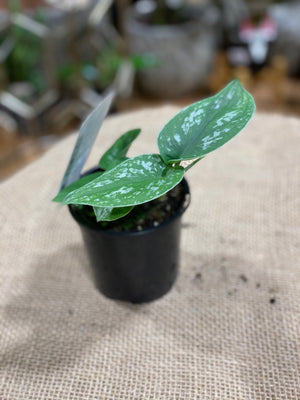 Scindapsus pictus argyreaus ‘satin pothos’