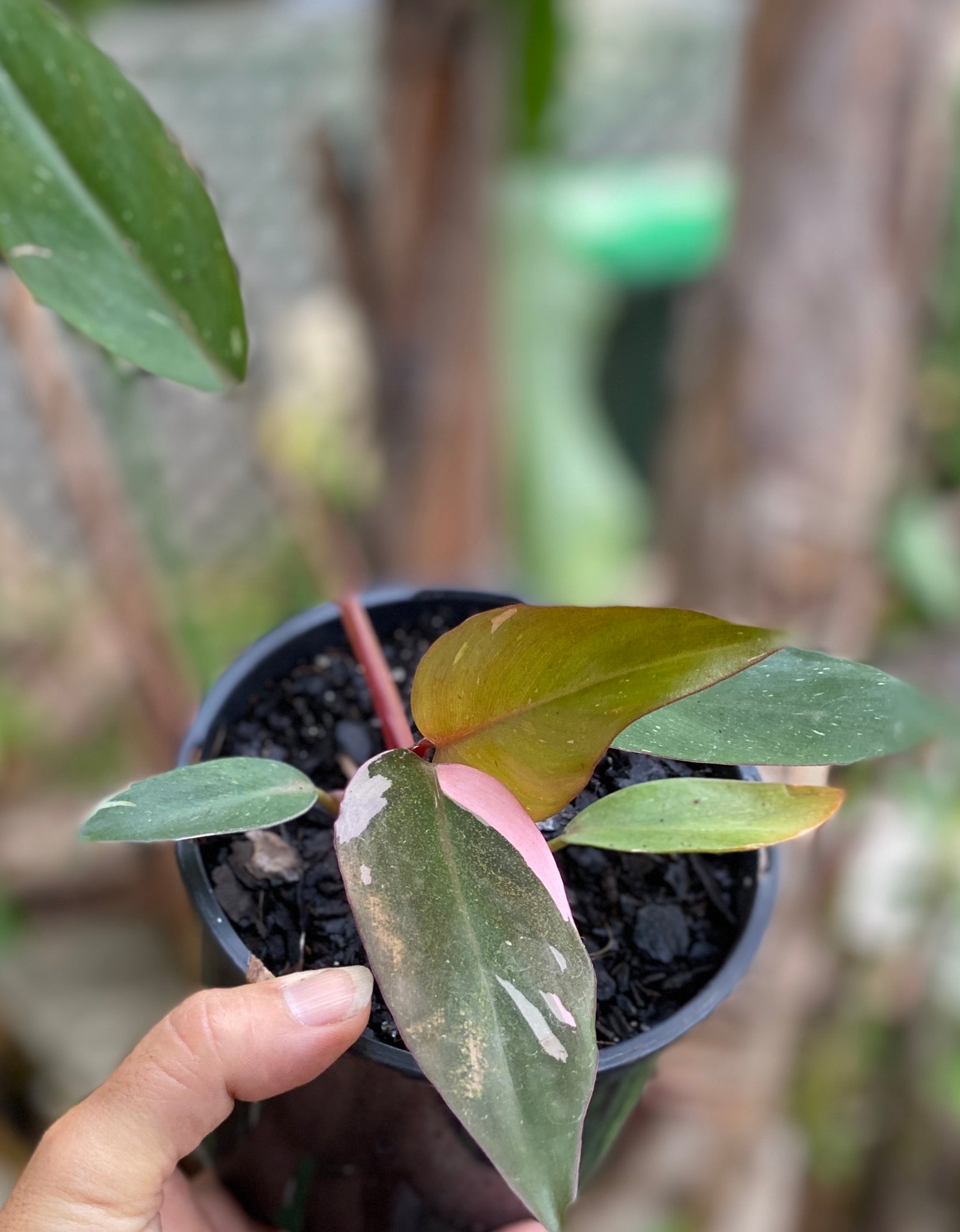 Philodendron 'pink princess'