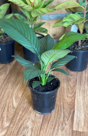 Spathiphyllum sensation