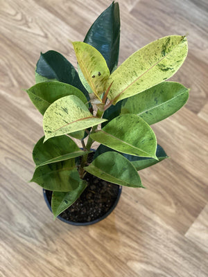 Ficus elastics “shivereana” - Artisans Garden Nursery