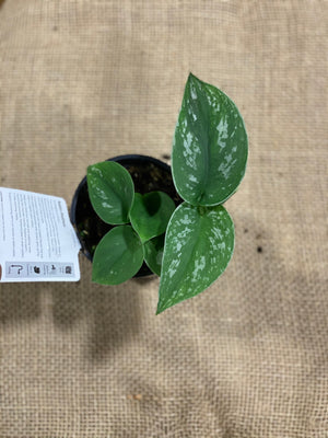 Scindapsus pictus argyreaus ‘satin pothos’