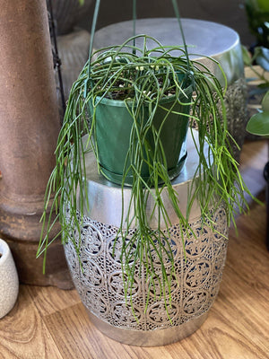 Rhipsalis species - That Plant Shop