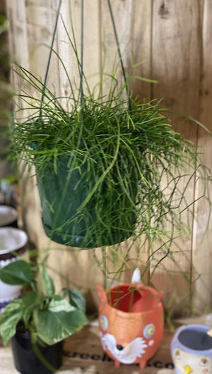 Rhipsalis species - That Plant Shop