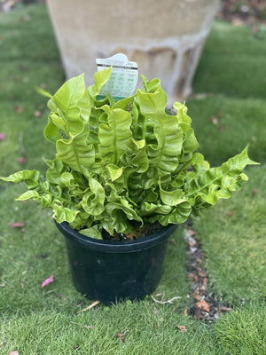 Asplenium fern ‘crispy wave’ - Artisans Garden Nursery