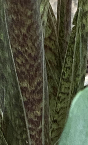 Alocasia ‘Sarian’ - Artisans Garden Nursery