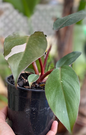 Philodendron 'pink princess'