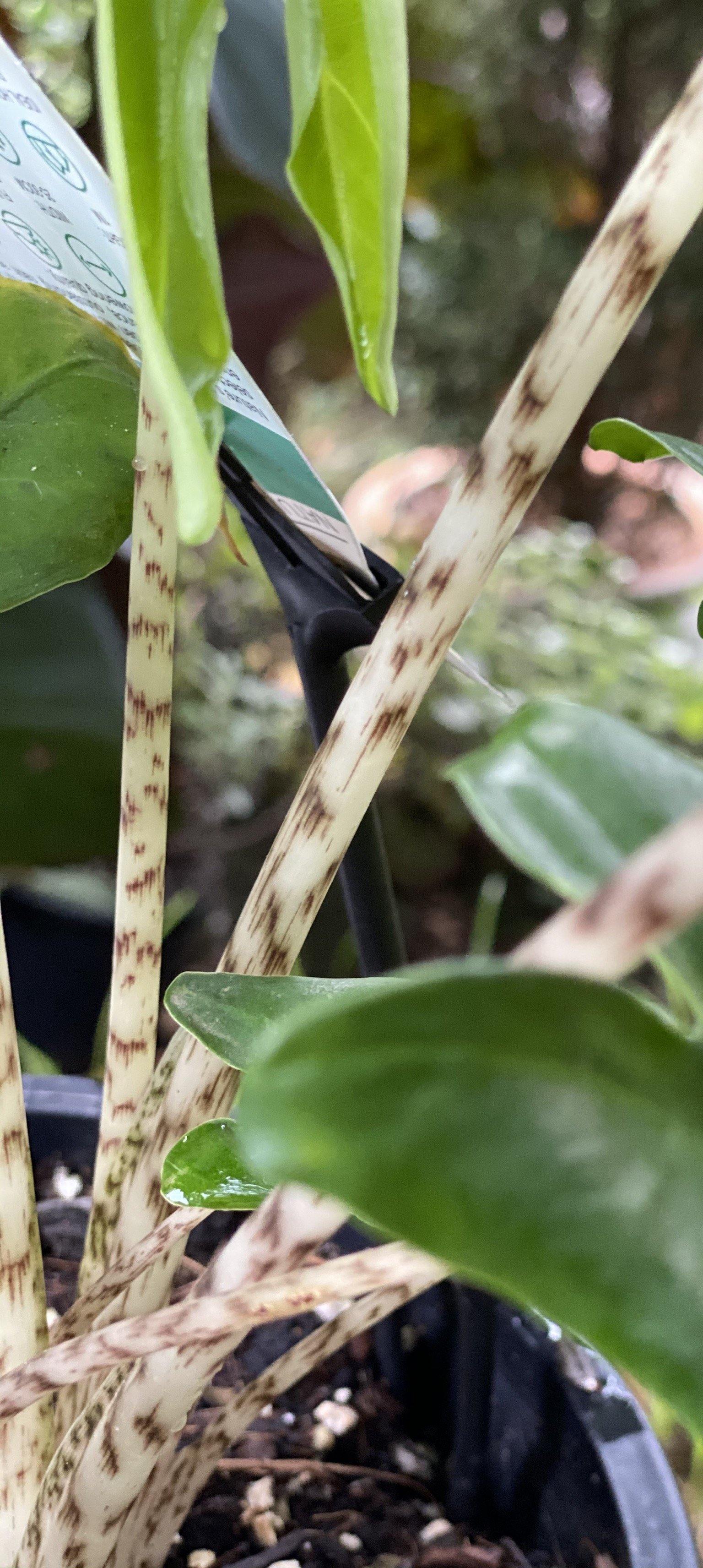 Alocasia zebrina - Artisans Garden Nursery