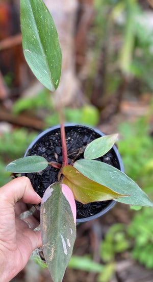 Philodendron 'pink princess'