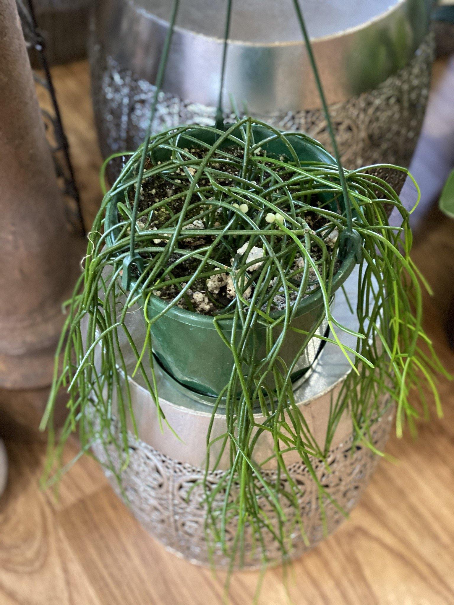 Rhipsalis species - That Plant Shop