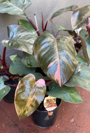 Philodendron 'pink princess'