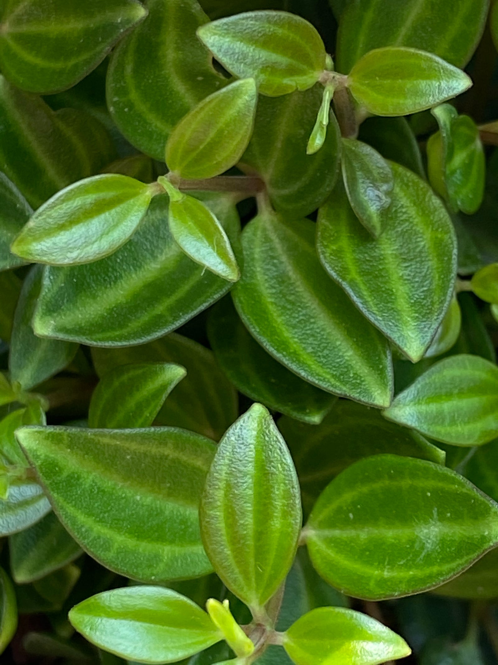 Peperomia angulata diamond
