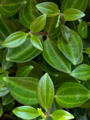 Peperomia angulata diamond