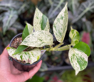 Pothos ‘marble queen’ epipremnum