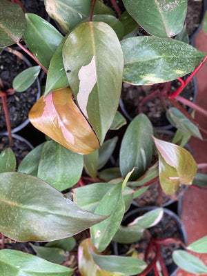 Philodendron 'pink princess'