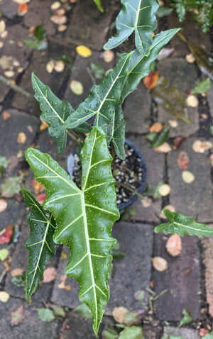 Alocasia ‘Sarian’ - Artisans Garden Nursery
