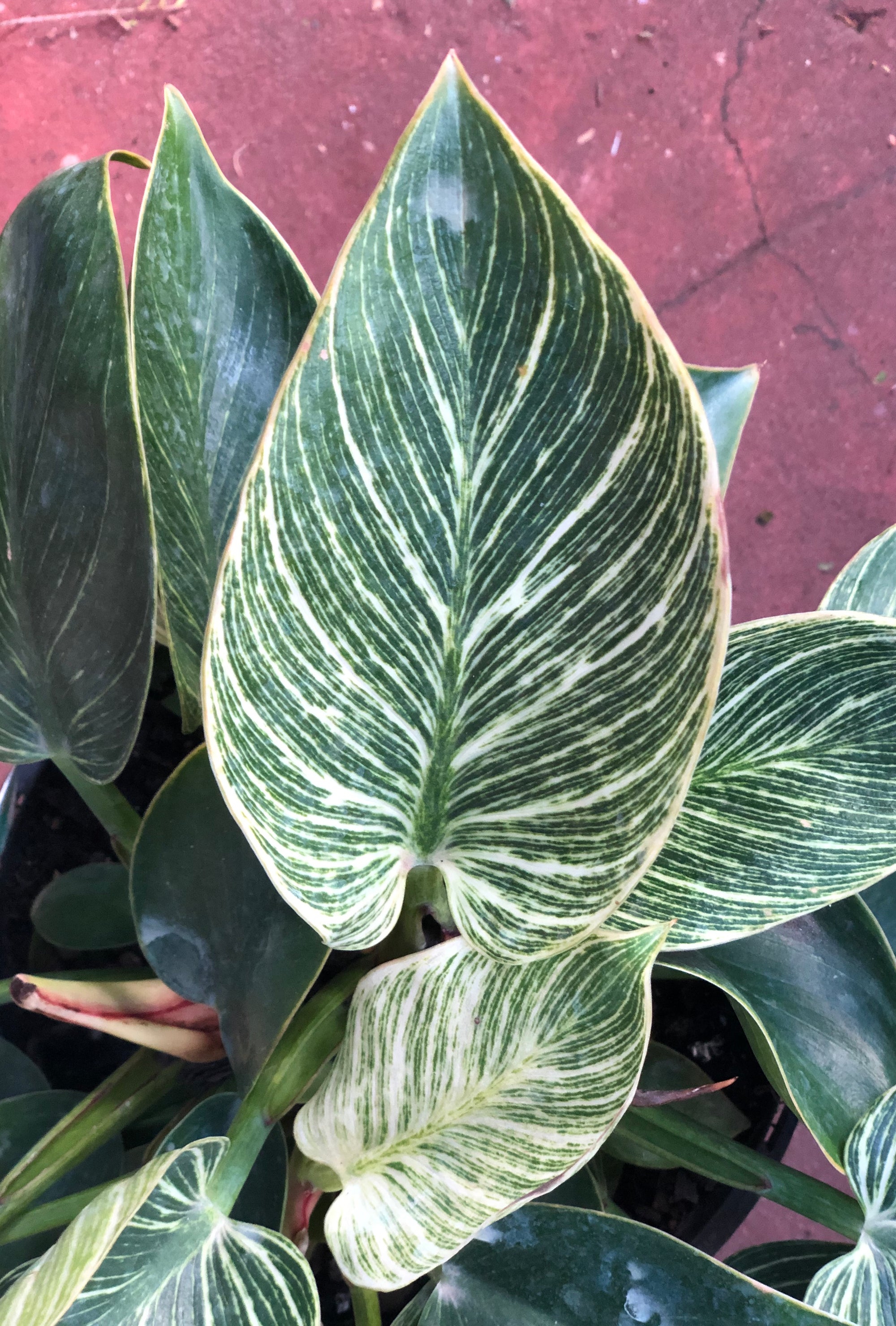 Philodendron  'birkin'