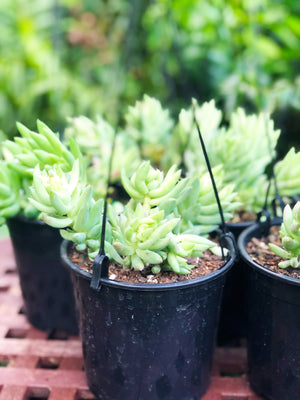 Sedum morganianum (donkeys tail)