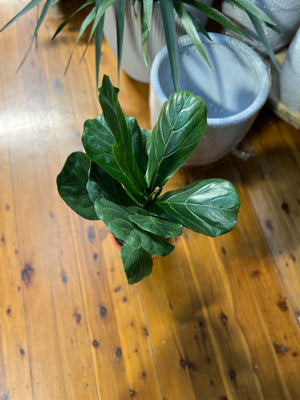 Ficus lyrata “fiddle leaf fig”