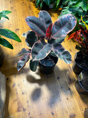 Ficus elastica Ruby