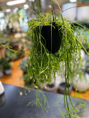 Rhipsalis baccifera campos-Portoana