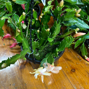 Zygocactus  mixed colours hanging basket