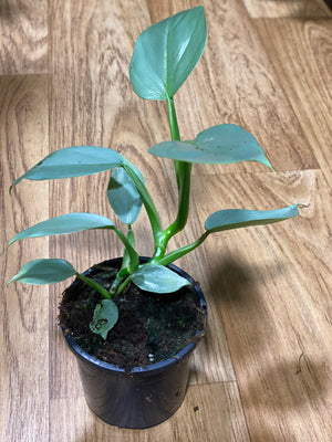 Philodendron silver sword