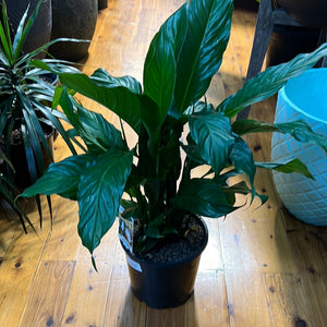 Spathiphyllum Blue Moon