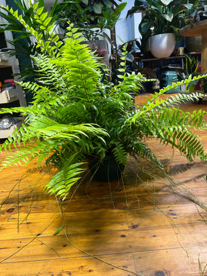 Nephrolepis biserrata macho hanging basket