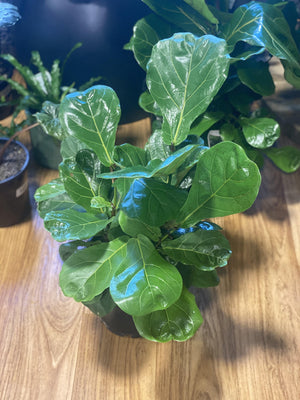 Ficus lyrata “ fiddle leaf ficus” - That Plant Shop