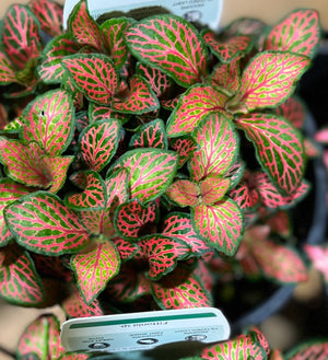 fittonia nerve plant assorted