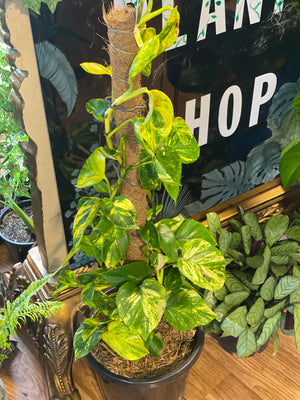 Epipremnum aureum ( devils ivy ) pothos totem