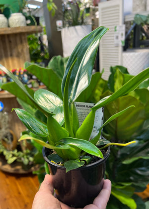 Philodendron Martianum “fat boy”