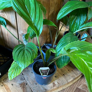 Tacca Chantrieri “black bat flower”