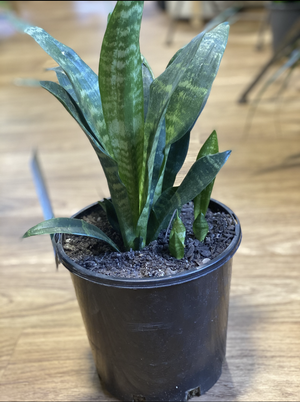 Dracaena (sanseviera) trifasciata