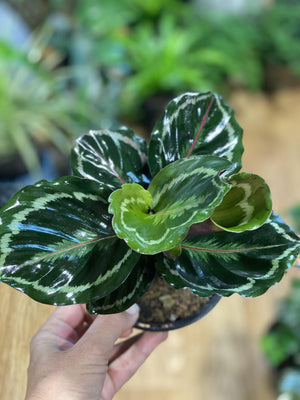 Calathea medallion - Artisans Garden Nursery