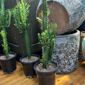 Euphorbia trigona, African milk tree