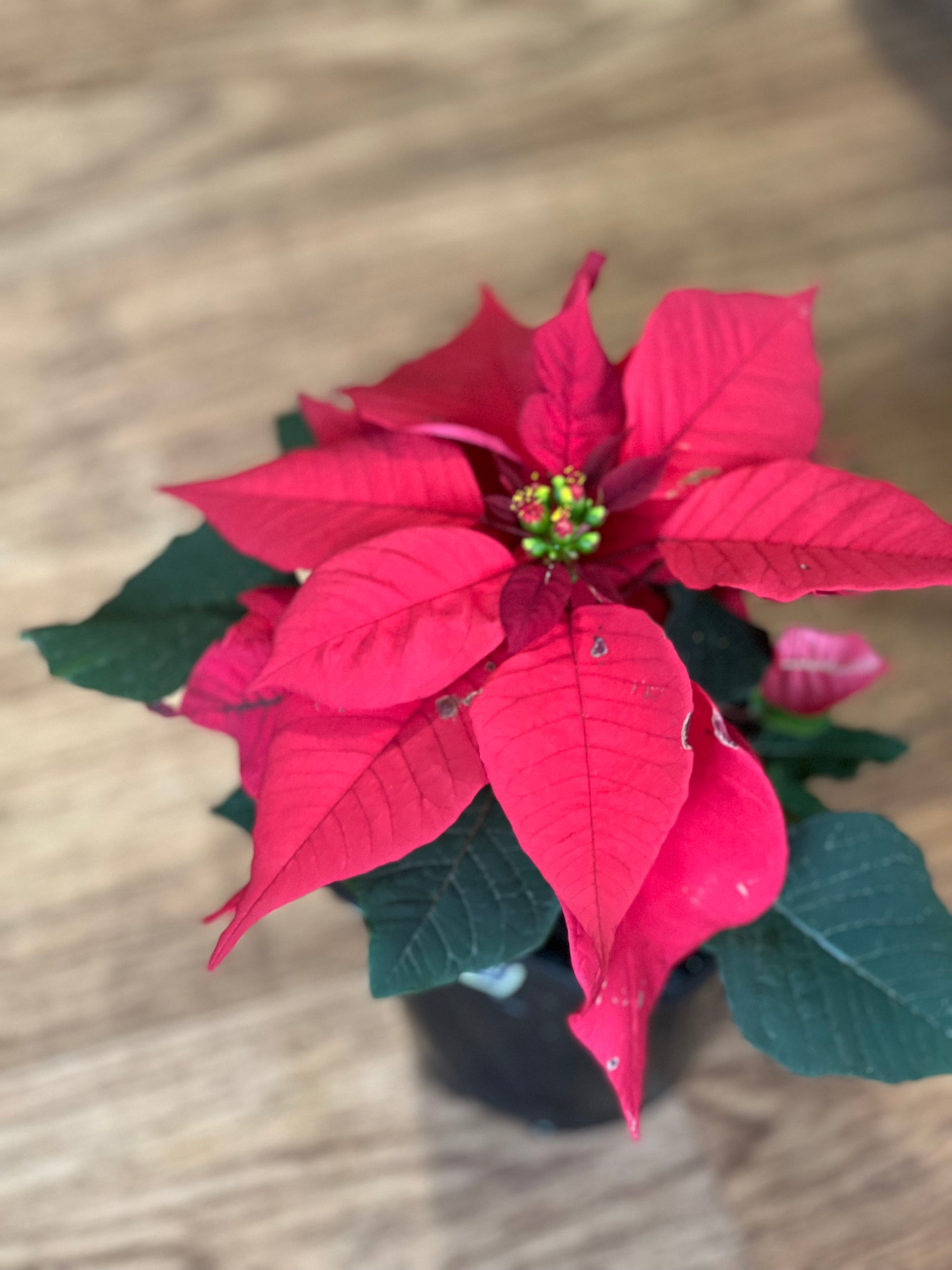 Poinsettia red