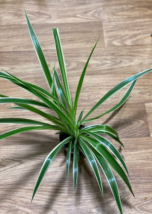 Spider plant- Chlorophytum comosum variegatum