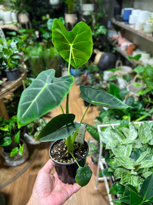 Alocasia frydek green velvet