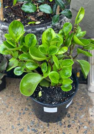 Peperomia lemon lime