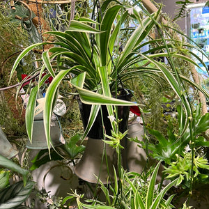 Chlorophytum ‘ ribbon plant’ , ‘spider plant’