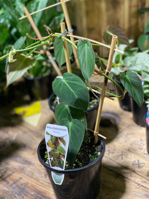 Philodendron micans velvet