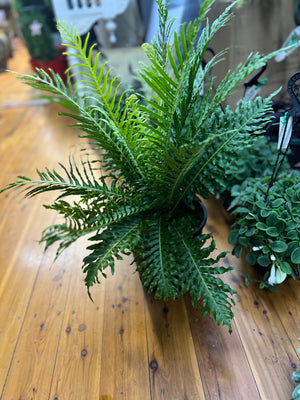 Fern Blechnum silver lady “ dwarf tree fern”