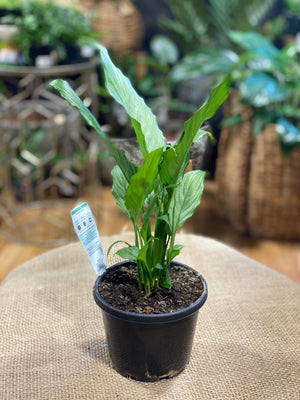 Spathiphyllum “platinum mist”