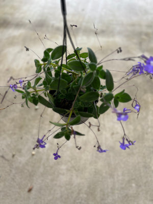 Streptocarpus “nodding violet”