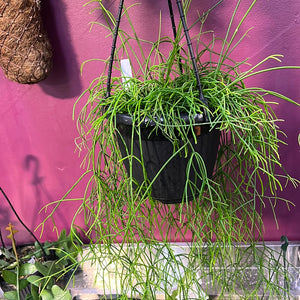 Rhipsalis baccifera campos-Portoana