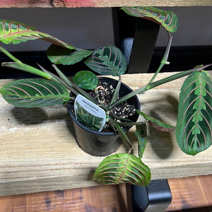 Maranta “ red vein prayer plant”