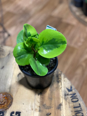 Peperomia lemon lime