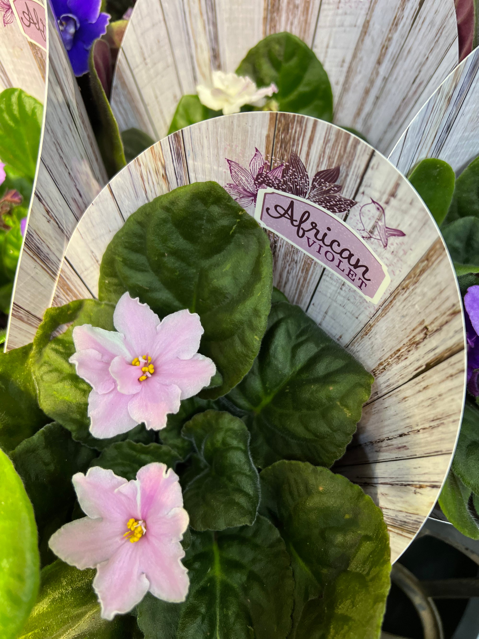 African Violets